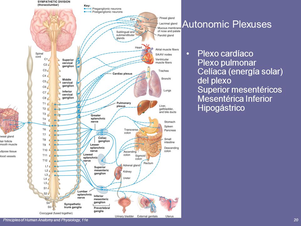 Autonomic Plexuses Plexo cardíaco Plexo pulmonar Celíaca (energía solar) del plexo Superior mesentéricos Mesentérica Inferior Hipogástrico.