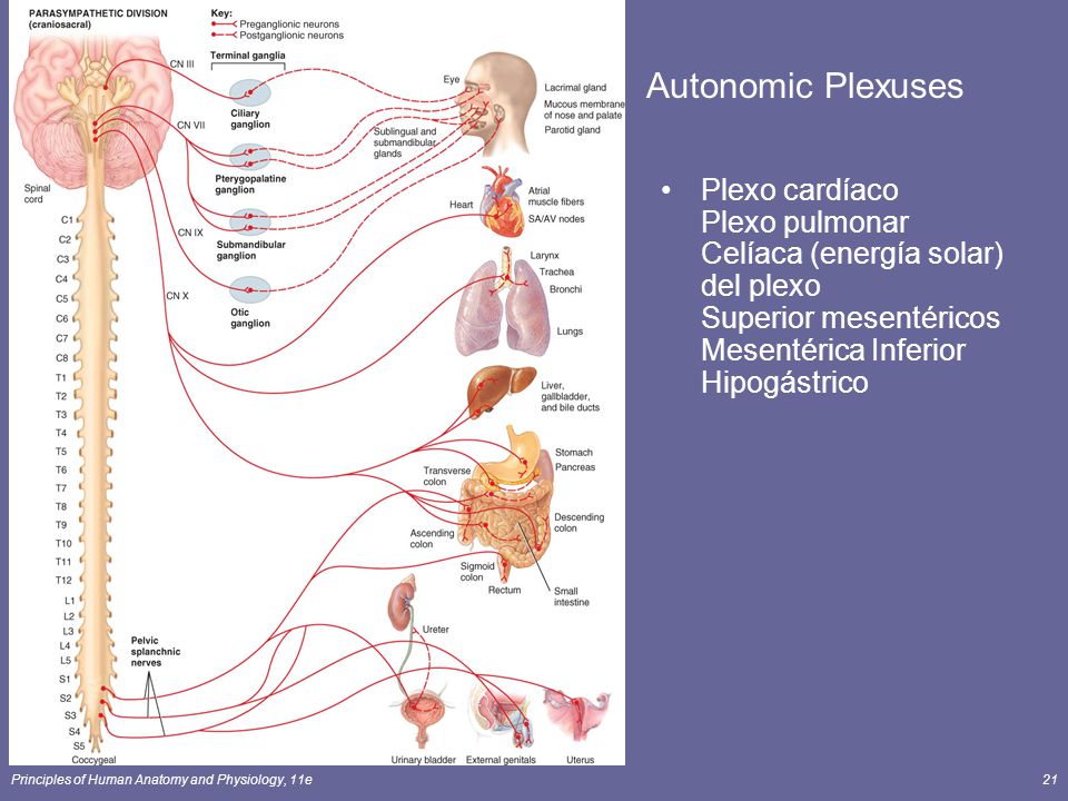 Autonomic Plexuses Plexo cardíaco Plexo pulmonar Celíaca (energía solar) del plexo Superior mesentéricos Mesentérica Inferior Hipogástrico.