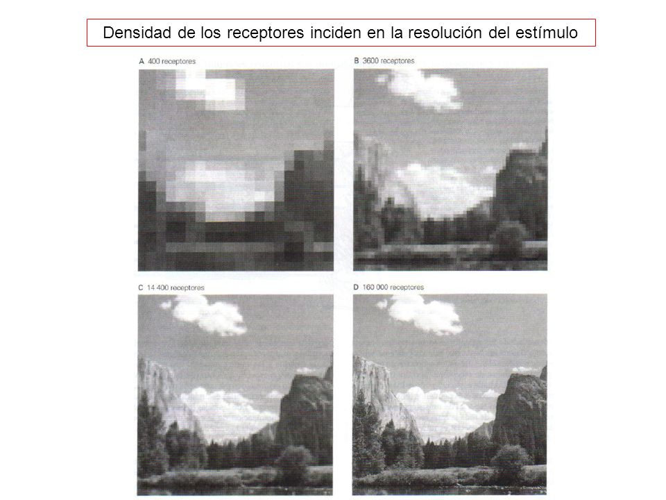 Densidad de los receptores inciden en la resolución del estímulo