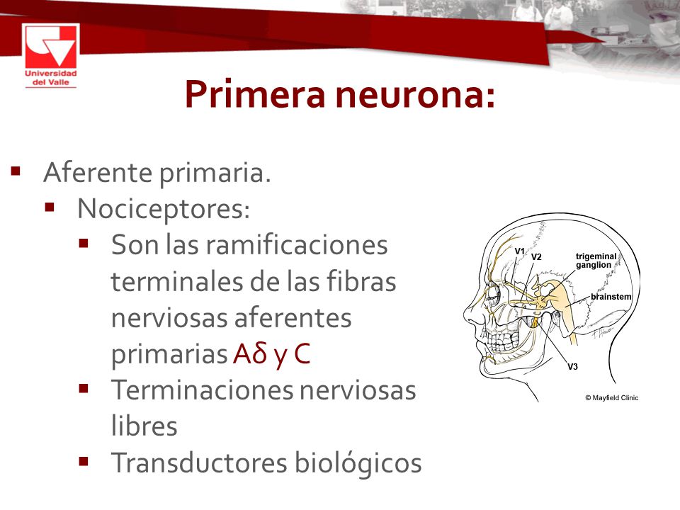 Primera neurona: Aferente primaria. Nociceptores: