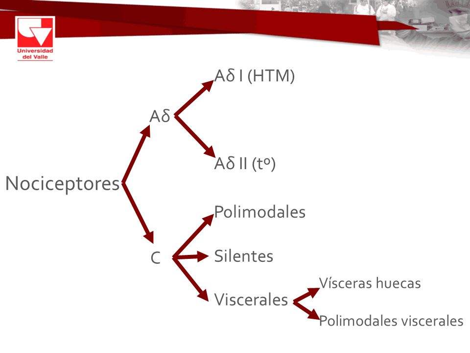 Nociceptores Aδ I (HTM) Aδ Aδ II (tº) Polimodales Silentes Viscerales