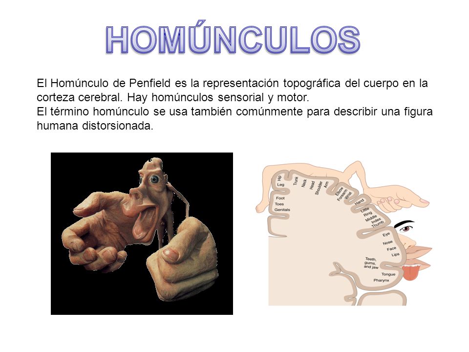HOMÚNCULOS El Homúnculo de Penfield es la representación topográfica del cuerpo en la corteza cerebral. Hay homúnculos sensorial y motor.