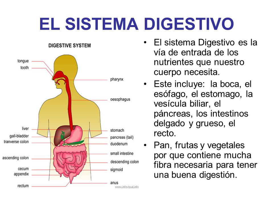 EL SISTEMA DIGESTIVO El sistema Digestivo es la vía de entrada de los nutrientes que nuestro cuerpo necesita.