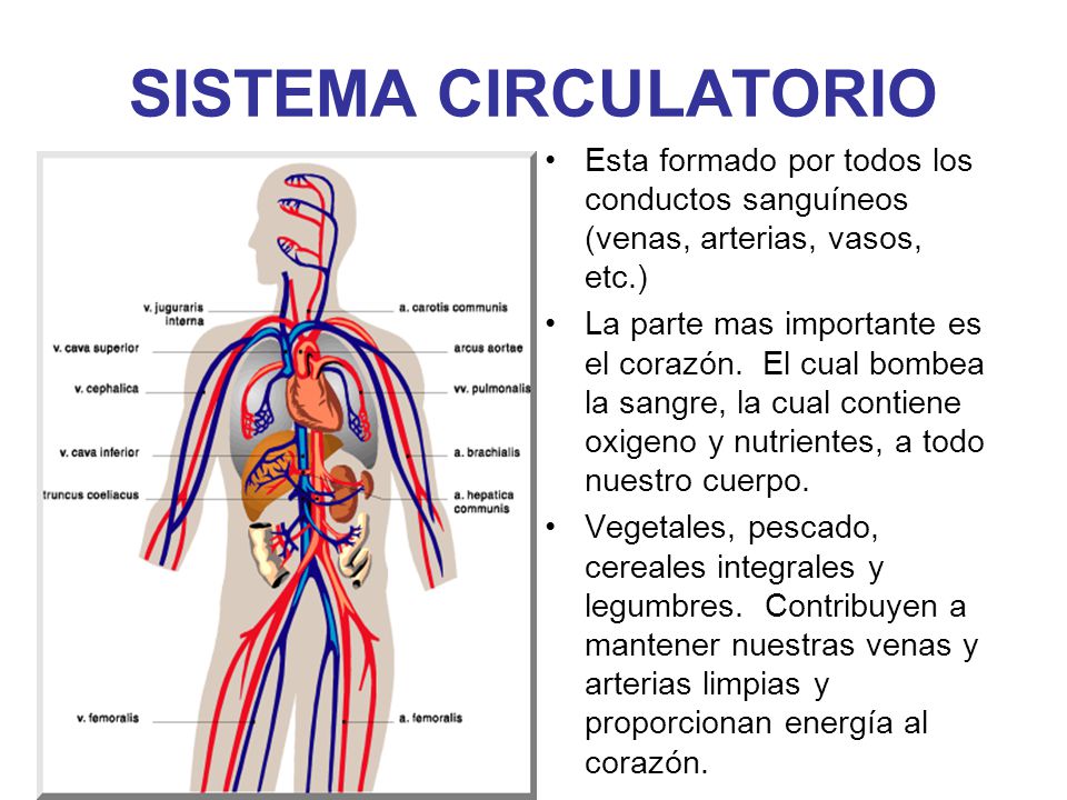 SISTEMA CIRCULATORIO Esta formado por todos los conductos sanguíneos (venas, arterias, vasos, etc.)