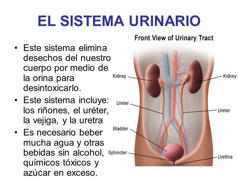 EL SISTEMA URINARIO Este sistema elimina desechos del nuestro cuerpo por medio de la orina para desintoxicarlo.