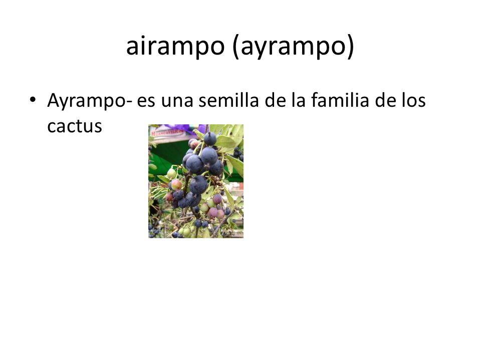 airampo (ayrampo) Ayrampo- es una semilla de la familia de los cactus