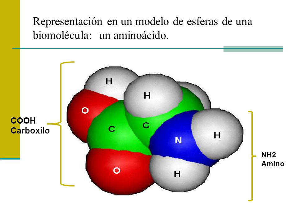 Representación en un modelo de esferas de una biomolécula: un aminoácido.