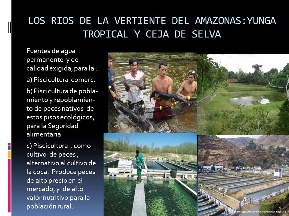 LOS RIOS DE LA VERTIENTE DEL AMAZONAS:YUNGA TROPICAL Y CEJA DE SELVA