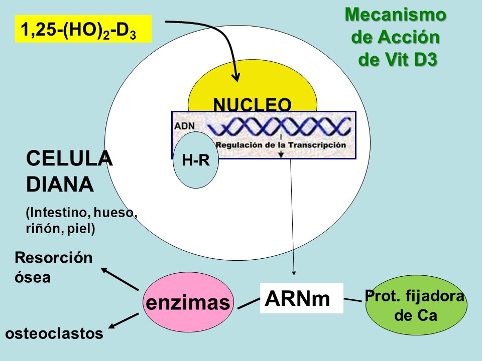 CELULA DIANA enzimas ARNm Mecanismo de Acción 1,25-(HO)2-D3 de Vit D3