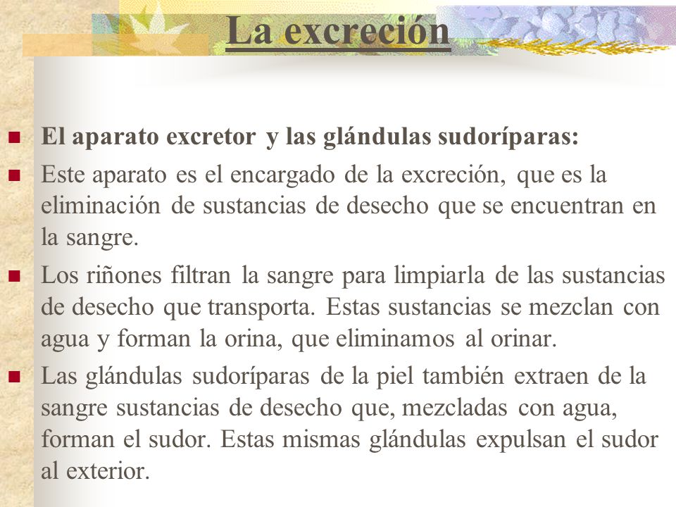 La excreción El aparato excretor y las glándulas sudoríparas: