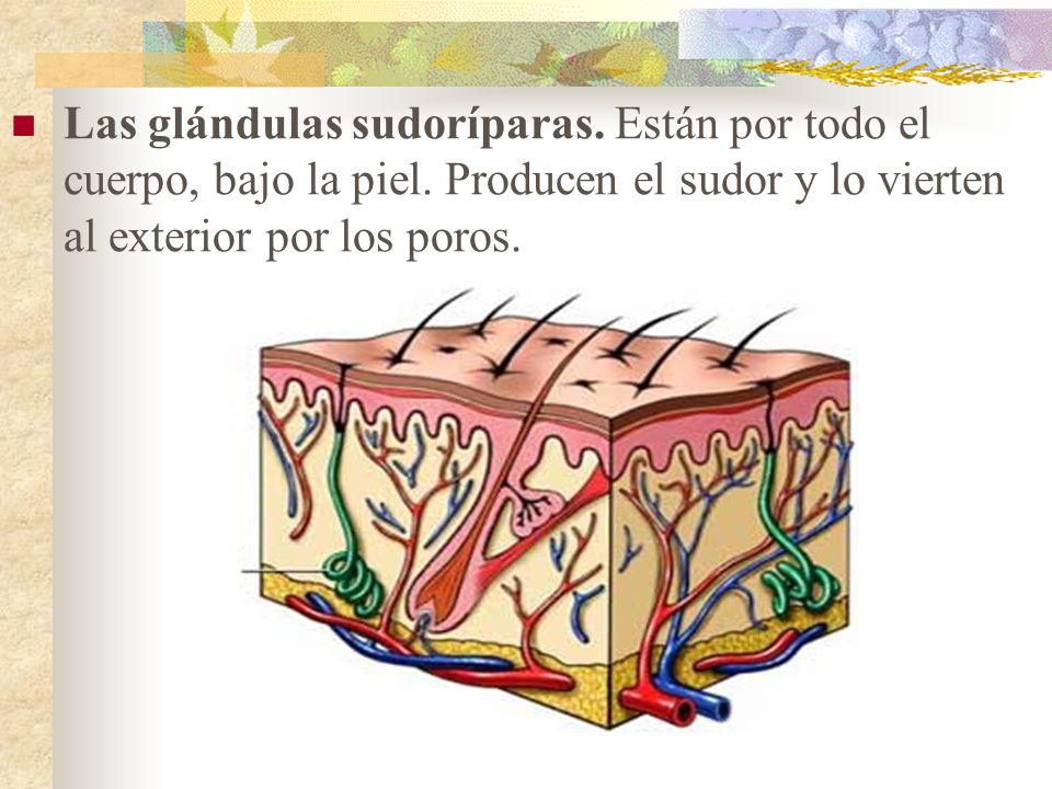 Las glándulas sudoríparas. Están por todo el cuerpo, bajo la piel