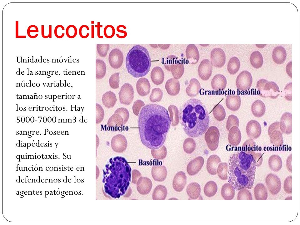 Leucocitos