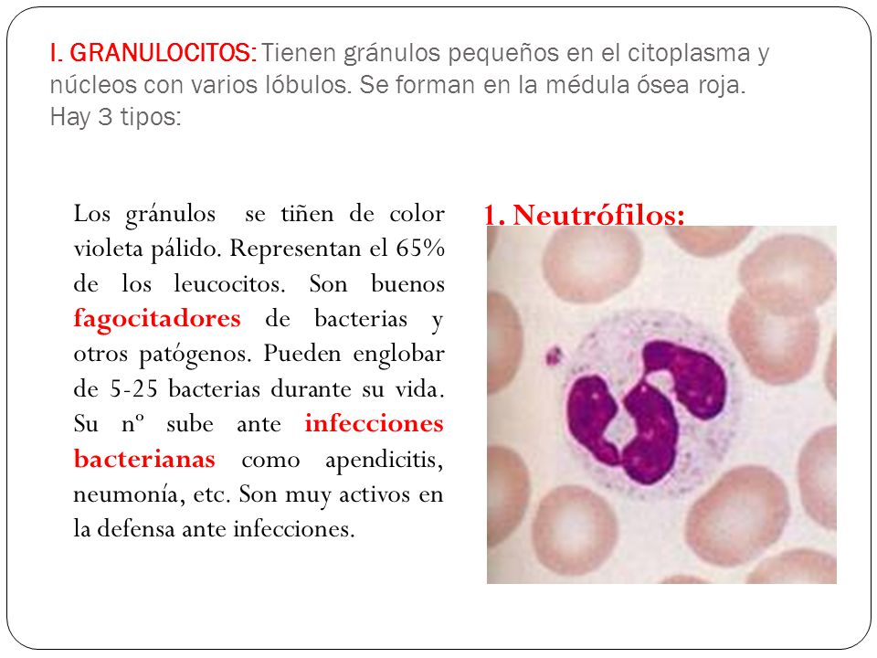 I. GRANULOCITOS: Tienen gránulos pequeños en el citoplasma y núcleos con varios lóbulos. Se forman en la médula ósea roja. Hay 3 tipos: