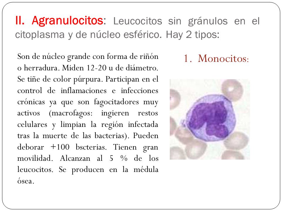 II. Agranulocitos: Leucocitos sin gránulos en el citoplasma y de núcleo esférico. Hay 2 tipos: