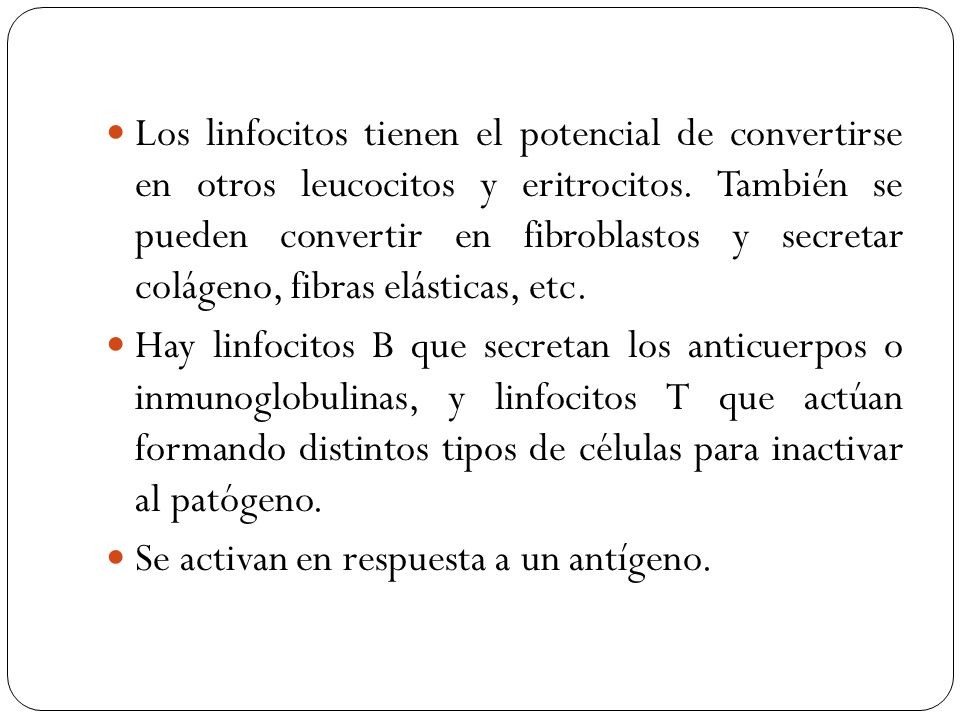 Los linfocitos tienen el potencial de convertirse en otros leucocitos y eritrocitos. También se pueden convertir en fibroblastos y secretar colágeno, fibras elásticas, etc.
