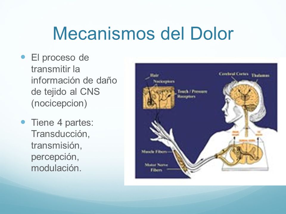 Mecanismos del Dolor El proceso de transmitir la información de daño de tejido al CNS (nocicepcion)