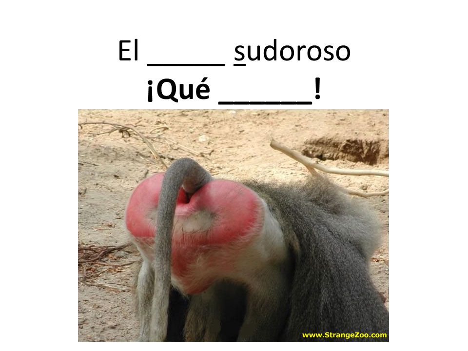 El _____ sudoroso ¡Qué ______!