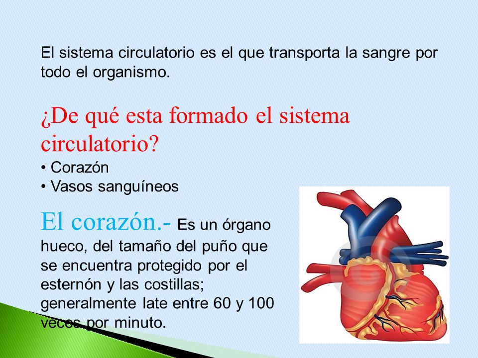 El sistema circulatorio es el que transporta la sangre por todo el organismo.