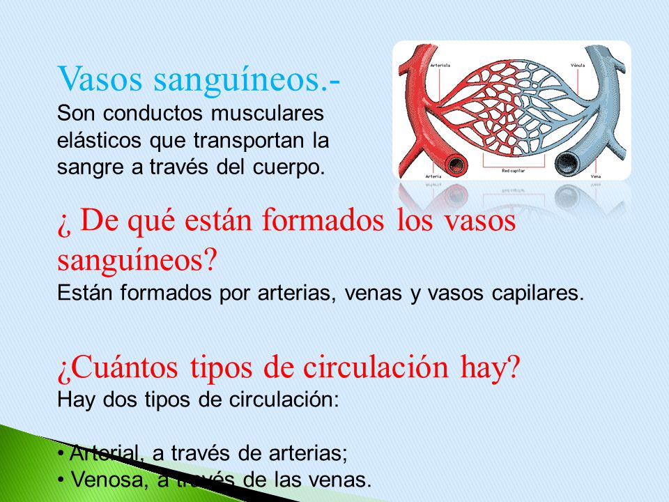 Vasos sanguíneos.- Son conductos musculares elásticos que transportan la sangre a través del cuerpo.