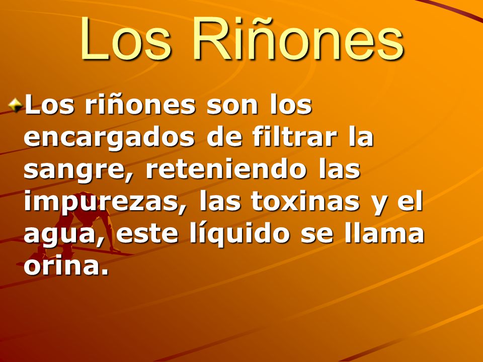 Los Riñones Los riñones son los encargados de filtrar la sangre, reteniendo las impurezas, las toxinas y el agua, este líquido se llama orina.