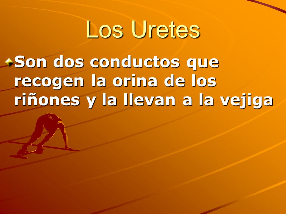 Los Uretes Son dos conductos que recogen la orina de los riñones y la llevan a la vejiga