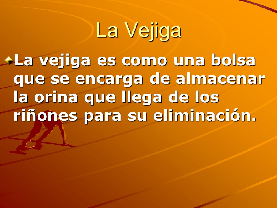 La Vejiga La vejiga es como una bolsa que se encarga de almacenar la orina que llega de los riñones para su eliminación.
