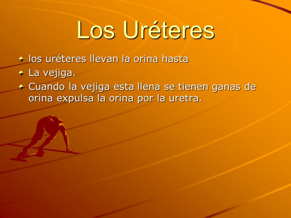 Los Uréteres los uréteres llevan la orina hasta La vejiga.