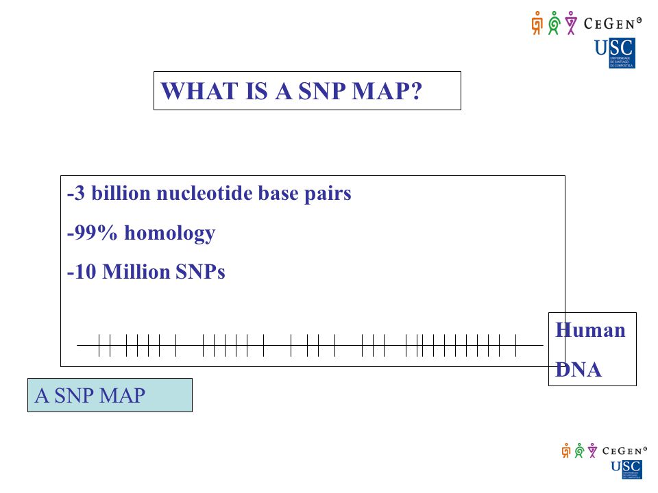 WHAT IS A SNP MAP -3 billion nucleotide base pairs -99% homology