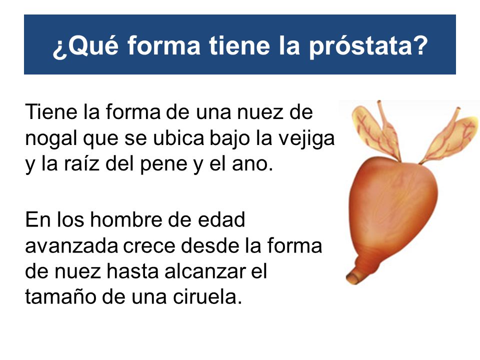 forma de la próstata