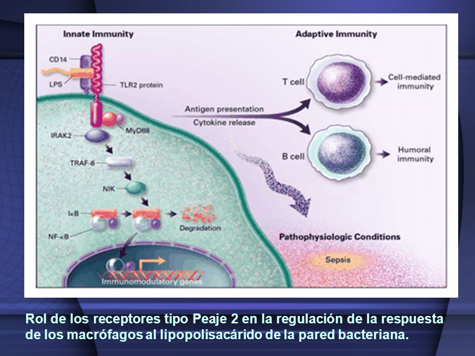 Rol de los receptores tipo Peaje 2 en la regulación de la respuesta de los macrófagos al lipopolisacárido de la pared bacteriana.