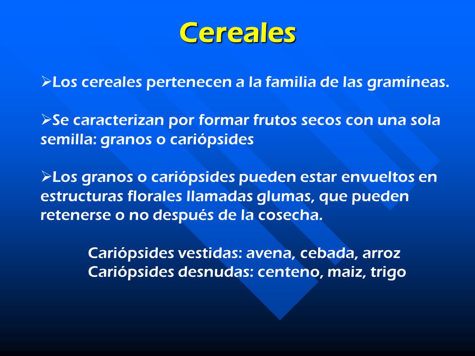 Cereales Los cereales pertenecen a la familia de las gramíneas.