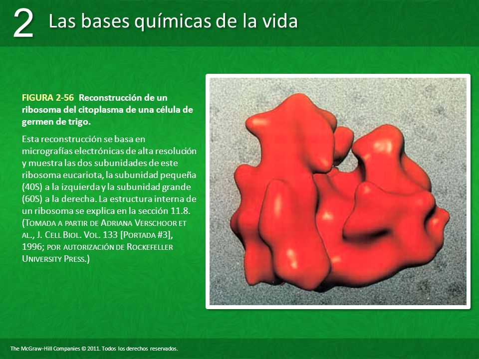 FIGURA 2-56 Reconstrucción de un ribosoma del citoplasma de una célula de germen de trigo.