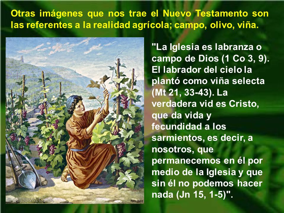 Otras imágenes que nos trae el Nuevo Testamento son las referentes a la realidad agrícola; campo, olivo, viña.