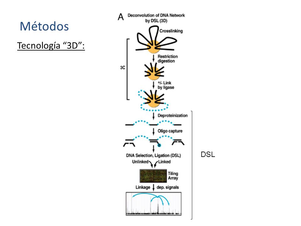 Métodos Tecnología 3D : DSL