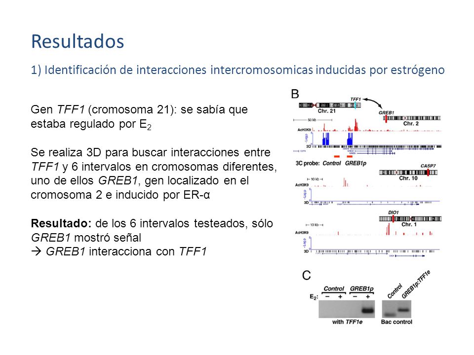 Resultados 1) Identificación de interacciones intercromosomicas inducidas por estrógeno. Gen TFF1 (cromosoma 21): se sabía que.