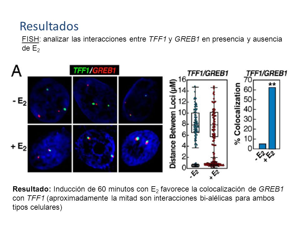 Resultados FISH: analizar las interacciones entre TFF1 y GREB1 en presencia y ausencia. de E2.