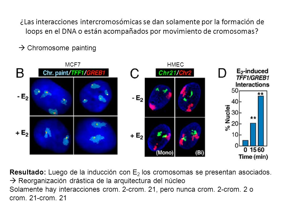 ¿Las interacciones intercromosómicas se dan solamente por la formación de loops en el DNA o están acompañados por movimiento de cromosomas