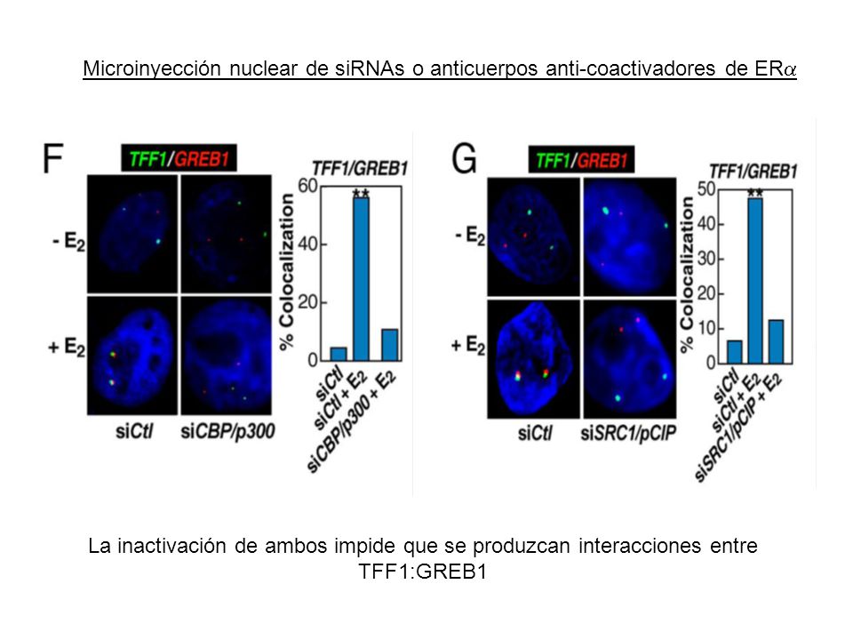 Microinyección nuclear de siRNAs o anticuerpos anti-coactivadores de ERa