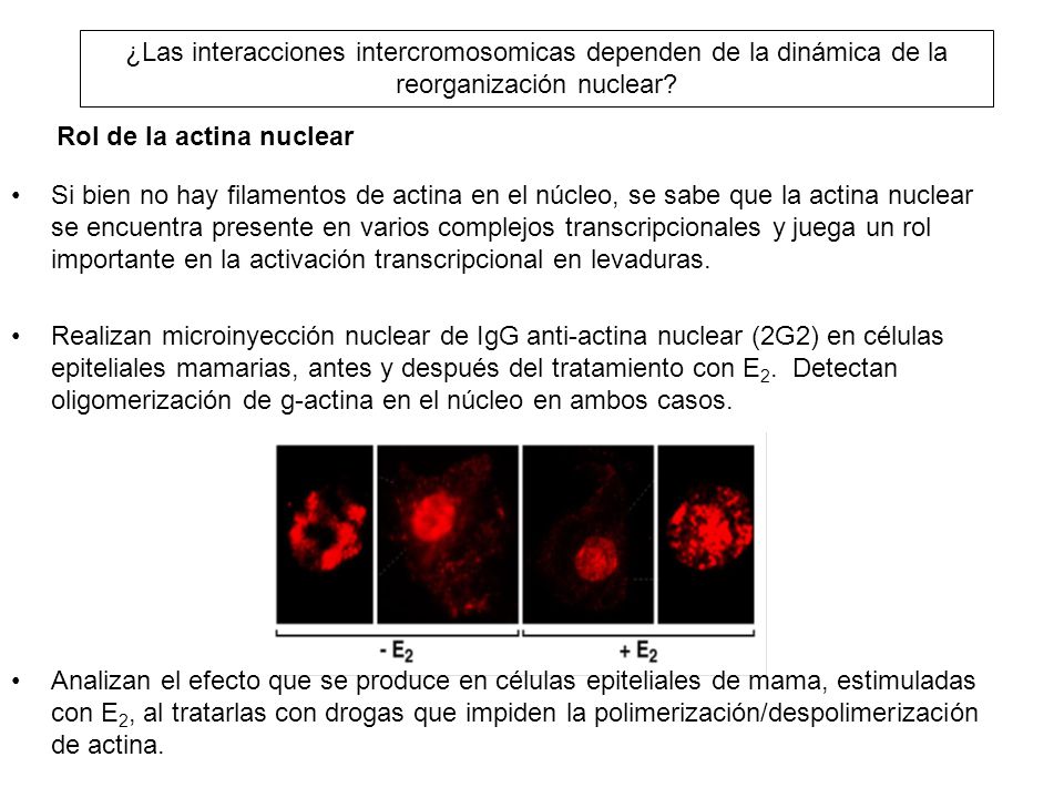 ¿Las interacciones intercromosomicas dependen de la dinámica de la reorganización nuclear