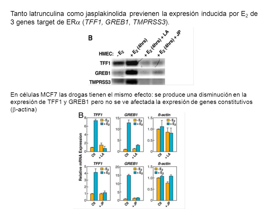 Tanto latrunculina como jasplakinolida previenen la expresión inducida por E2 de 3 genes target de ERa (TFF1, GREB1, TMPRSS3).