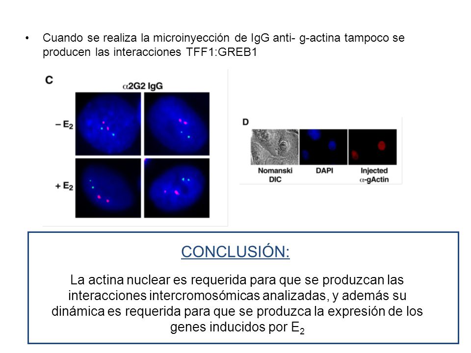 Cuando se realiza la microinyección de IgG anti- g-actina tampoco se producen las interacciones TFF1:GREB1