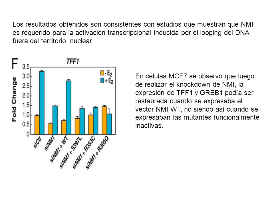 Los resultados obtenidos son consistentes con estudios que muestran que NMI es requerido para la activación transcripcional inducida por el looping del DNA fuera del territorio nuclear.