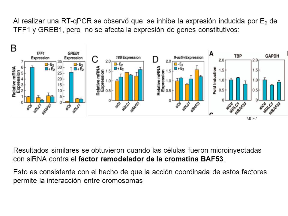 Al realizar una RT-qPCR se observó que se inhibe la expresión inducida por E2 de TFF1 y GREB1, pero no se afecta la expresión de genes constitutivos: