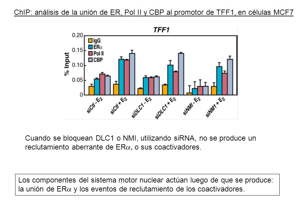 ChIP: análisis de la unión de ER, Pol II y CBP al promotor de TFF1, en células MCF7