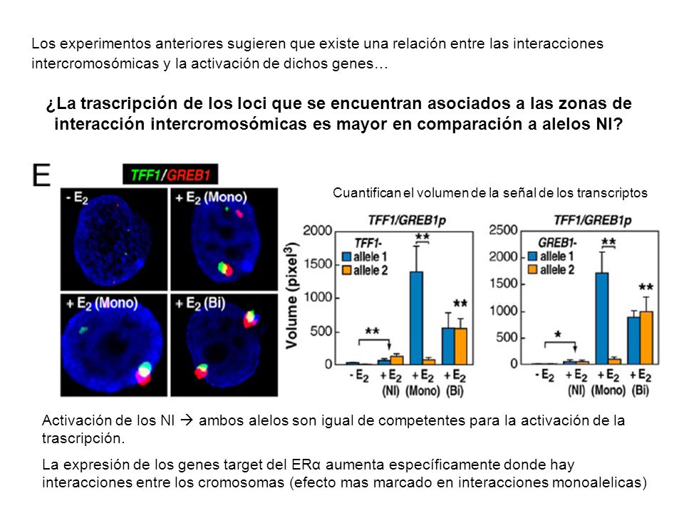 Los experimentos anteriores sugieren que existe una relación entre las interacciones intercromosómicas y la activación de dichos genes…