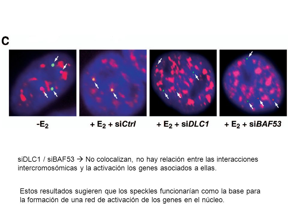 siDLC1 / siBAF53  No colocalizan, no hay relación entre las interacciones intercromosómicas y la activación los genes asociados a ellas.