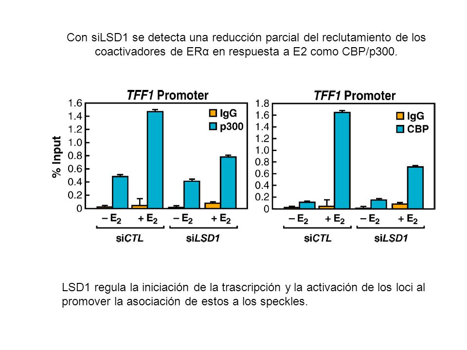 Con siLSD1 se detecta una reducción parcial del reclutamiento de los coactivadores de ERα en respuesta a E2 como CBP/p300.