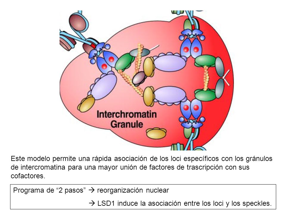 Este modelo permite una rápida asociación de los loci específicos con los gránulos de intercromatina para una mayor unión de factores de trascripción con sus cofactores.