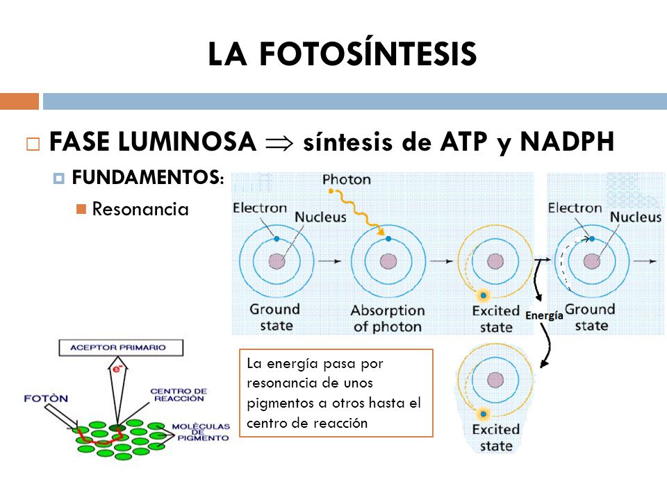 LA FOTOSÍNTESIS FASE LUMINOSA  síntesis de ATP y NADPH FUNDAMENTOS: