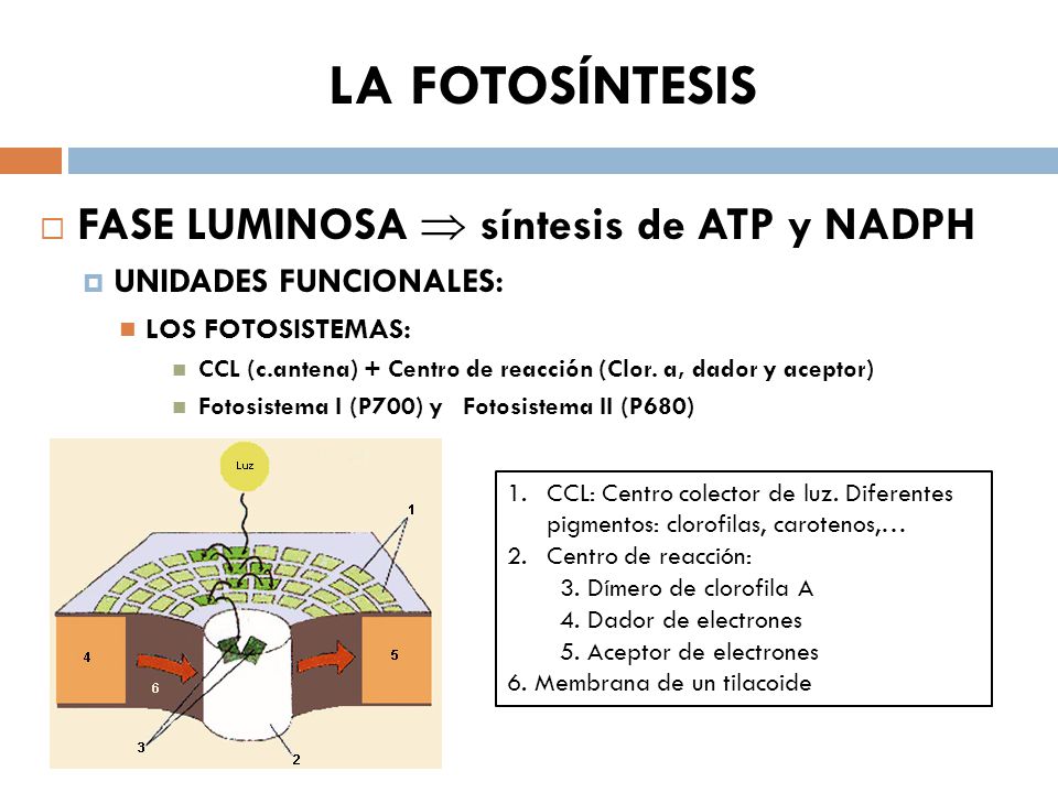 LA FOTOSÍNTESIS FASE LUMINOSA  síntesis de ATP y NADPH